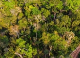 Forest Peru
